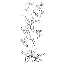 Forget me not flowers drawing. 125 Forget Me Not And Rosebud Free Graphics Enliven Designs