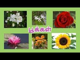 Pin By M Kumaran M Kumaran On Thava In 2020 Flower Names Flowers Amazing Flowers