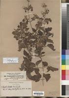 Image result for Clematis hirsuta