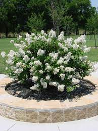 Blooms will vary in color from white to shades of red, depending on the species. Gardening Posts June 2012 Plants Landscaping Plants Bushes And Shrubs
