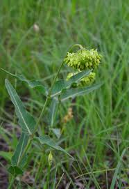 Image result for Asclepias adscendens