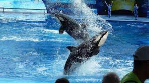 Founded in 1964, seaworld san diego is one of the most. Seaworld San Antonio Offering Free Admission For Military Veterans Their Families