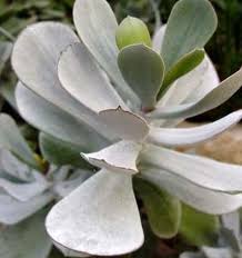 Image result for Cotyledon barbeyi