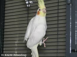 cockatiel mutations