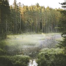 The Secret Place Wall Mural By Jonna Jinton Forest Wallmural Wallpaper Skog Tapet Jonnajinton Landscape Photog Forest Photos Jonna Jinton Forest Mural