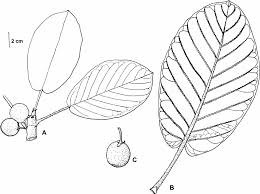 Image result for Uapaca sansibarica