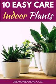 10 Easy Care Indoor Plants In 2020 Easy Care Indoor Plants Low Maintenance Indoor Plants Easy Care Plants