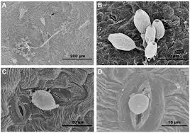 Image result for peronospora grapevine