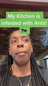 Hoping this is the last I see of these little guys 😤 #pestprevention  #pestcontrol #ants #ant #antproblem #antinfestation #antsinthekitchen  #antcolony #anthole #antsvswasp #antprevention
