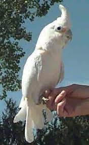 Goffins cockatoo by wt greene a3 art print. Goffin S Cockatoos Are From Indonesia Not Australia Snickers Is 17 Talks A Blue Streak And Screams Like A Jet Plane Break Cockatoo Pet Birds Beautiful Birds