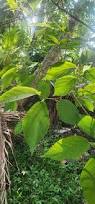 Image result for Ficus exasperata