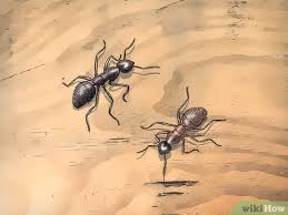 Outside of wing size during reproduction, termites are roughly the same size as the many species of large ants that fall into the carpenter ant group; 3 Easy Ways To Identify Carpenter Ants Wikihow