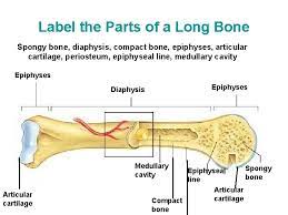 Red bone marrow fills the spaces between the spongy bone in some long bones. Skeletal System Human Skeletal System Classification Of Bones
