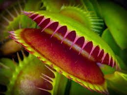 Currently have fresh honey, nice shrubs, trees, plants, boiled peanuts, rabbits. Venus Fly Trap Wallpapers Wallpaper Cave