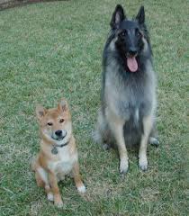Перевод контекст めちゃくちゃ c японский на русский от reverso context: çŠ¬ã®ç¥–å…ˆã¯ã‚ªã‚ªã‚«ãƒŸã ã‹ã‚‰ ã‚'ç–'ãˆ é€£è¼‰ è¥¿å·æ–‡äºŒã® çŠ¬ã£ã¦ãƒ›ãƒ³ãƒˆã¯ Vol 1 ã„ã¬ã®ãã‚‚ã¡web Magazine