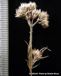 Image result for Polycarpaea corymbosa