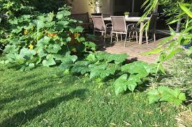 Damit alles optimal läuft, sollten einige hinweise beachtet werden So Pflanzen Sie Kurbis Im Garten An