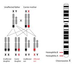 Many health conditions are thought to be related to changes in genes expressed on the y chromosome. Sex Linked Traits Advanced Ck 12 Foundation