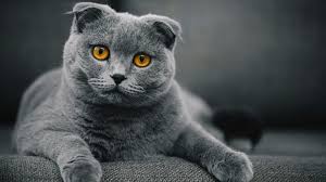 20 Fun Facts You Didn T Know About Scottish Fold Cats Cat Scottish Fold Cute Cat Breeds Cat Breeds
