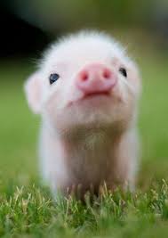 We Present For Your Pinning Pleasure The Cutest Fluffy Piggy You Ever Did See Cute Animals Cute Pigs Pet Pigs