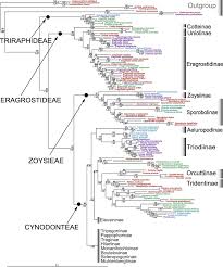 Image result for Leptocarydion