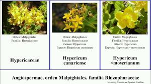 Image result for Buchnerodendron lasiocalyx