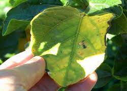 We did not find results for: Hibiscus Care Hibiscus Doctor