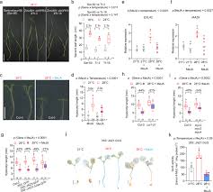 Introduction plant cell culture is a broad term applied to a wide range of techniques involving plant parts cultured on an artificial nutrient medium under a controlled culture. Warm Temperature Triggers Jox And St2a Mediated Jasmonate Catabolism To Promote Plant Growth Nature Communications