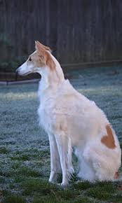 The russian toy or russkiy toy, believed to have evolved from english toy terriers, is known for its delightful personality and silly antics. Hd Wallpaper Russian Wolfhound Borzoi Breed Sighthound Dog Pet White Wallpaper Flare