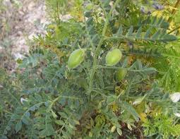 Image result for Cicer arietinum