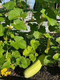 Image result for Cucumis meeusei