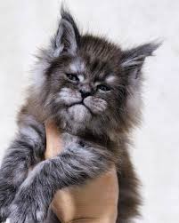 Black And Grey Maine Coon Kittens For Sale Pin On Cats Kittens Breeds