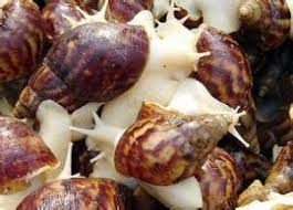 Maybe you would like to learn more about one of these? éžæ´²å¤§è¸ç‰› éžæ´²å¤§è¸ç‰› å­¸å Achatina Fulica æ˜¯ä¸­å¤§åž‹çš„ ç™¾ç§'çŸ¥è­˜ä¸­æ–‡ç¶²