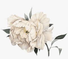 Double late tulips resemble peony flowers so much that they are. Cropped Peony 1 White Flower Watercolor Png Png Image Transparent Png Free Download On Seekpng