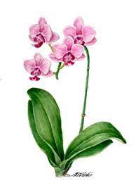 Botanical Painting Botanical Art Yokohama Japan Phalaenopsis Orchids Painting Orchid Drawing Botanical Painting