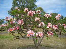 Frangipani Tree Front Garden Middle Of The Lawn Frangipani Beautiful Gardens Artificial Bouquet