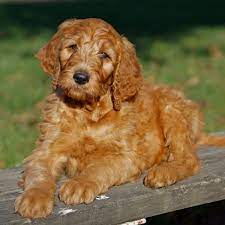Monroe Greenfield Puppies Irish Doodle Doodle Puppy Puppies