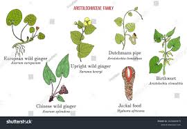 Image result for Aristolochiaceae