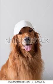 Because retriever have a non shedding cost coat, there's a very good chance that a retriever won't shed or will shed minimally. Stock Photo Cute Golden Retriever Wearing A Baseball Cap Buy Pets Pets Golden Retriever