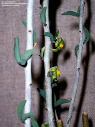 Image result for Adenia dolichosiphon