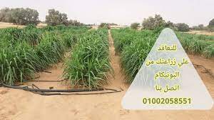 .بونيكام بمباسا الامريكي الساحل الغربي لطلب البذور اتصل 0503969372ابوغالية كمية العلف المناسبة للاغنام تم وضع معادلة تسهل على اي مربي معرفة كمية العلف توفير. Ø²Ø±Ø§Ø¹Ø© Ø§Ù„Ø¨ÙˆÙ†ÙŠÙƒØ§Ù… Ù…Ù„Ù Ø´Ø§Ù…Ù„ ÙŠØ¬ÙŠØ¨ Ø¹Ù† ÙƒÙ„ ØªØ³Ø§Ø¤Ù„Ø§ØªÙƒ Ù…Ø¤Ø³Ø³Ø© Ø§Ù„Ù…Ù‡Ù†Ø¯Ø³ÙŠÙ† Ø§Ù„Ø§Ø³ØªØ´Ø§Ø±ÙŠÙŠÙ†