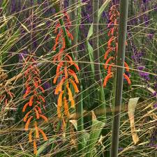 Image result for Kniphofia thomsonii