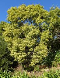 Image result for Acacia goetzei