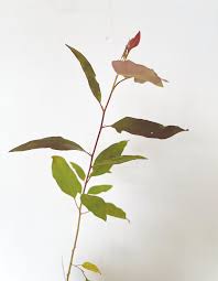 Image result for Eucalyptus grandis