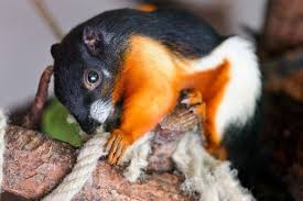Pin On Exotic Pets