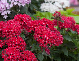 Full sun could burn my plants (100 degrees in summer). Bilal Mirza S World 22 Best Flowers For Full Sun Heat Tolerant Flowers For Containers