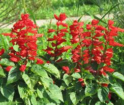 Image result for Salvia coccinea