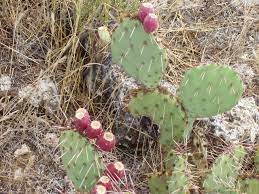 There are 9500 prickly pear cactus for sale on etsy, and they cost $10.72 on average. Cacti And Desert Succulents Montezuma Castle National Monument U S National Park Service