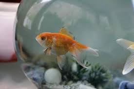 Ikan hias memiliki kelebihannya sendiri, lihat saja warnanya yang beragam dan bentuknya yang enak dilihat. Berbagai Tips Memelihara Ikan Dalam Ilmu Fengshui Untuk Menyambut Kekayaan Sonora Id