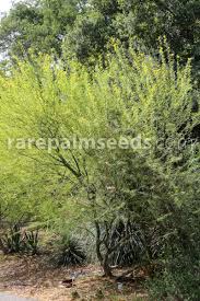 Image result for Grewia praecox